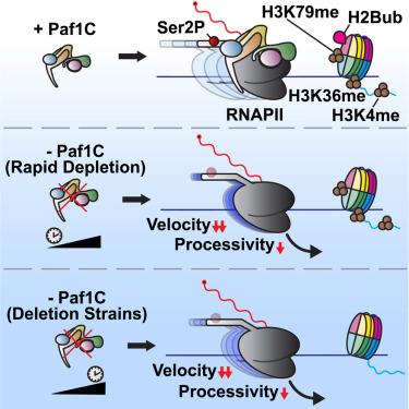 Multiple direct and indirect roles of the Paf1 complex in transcription elongation, splicing, and histone modifications.