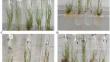 Investigation of biochemical and antioxidant system responses of sugarcane CP48-103 under drought stress induced by polyethylene glycol