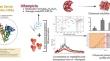 Physicochemical Stimuli-Mediated Precipitation Approach for the Modulation of Rifampicin's Dissolution and Oral Bioavailability.