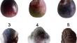 Moderate water stress improve resistance to anthracnose rot in Arbequina olive fruits