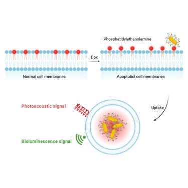 Bioluminescence and photoacoustic dual-modality imaging of apoptosis using a duramycin-immobilized gold nanorod probe