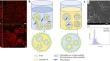 Recent Progress, Application, and Quality Evaluation of Plant-Based Double Emulsions in Low-Fat Foods