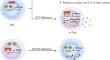 Methylation of T and B Lymphocytes in Autoimmune Rheumatic Diseases.