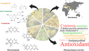 A review of the ethnomedicinal, phytochemical, and pharmacological properties of the Ferulago genus based on Structure-Activity Relationship (SAR) of coumarins.