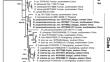 Notes on two new species of Russula subsect. Cyanoxanthinae (Russulaceae, Russulales) from southern China