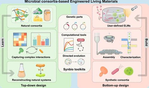 Engineering Microbial Consortia as Living Materials: Advances and Prospectives.