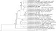 Heavy Metal-Resistant PGPR Strains of Pseudomonas sp. Stimulating the Growth of Alfalfa under Cadmium Stress