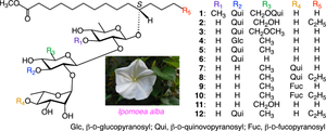 Eleven new glycosidic acid methyl esters from the crude resin glycoside fraction of Ipomoea alba seeds