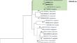 Botryosphaeriaceae species associated with branch dieback and decline of macadamia trees in South Africa