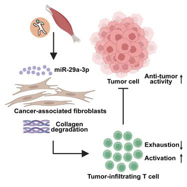 Voluntary exercise sensitizes cancer immunotherapy via the collagen inhibition-orchestrated inflammatory tumor immune microenvironment.