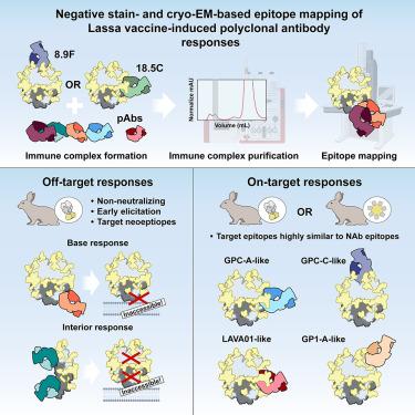 Defining bottlenecks and opportunities for Lassa virus neutralization by structural profiling of vaccine-induced polyclonal antibody responses.