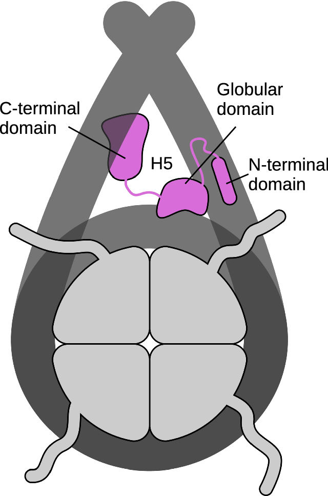 Illuminating nucleosome interactions