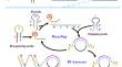 Immobilization coupling with aptamer assisted dual cycle amplification for sensitive sEVs isolation and analysis