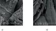 Biosorption of Hexavalent Chromium Over Modified Terrestrial Moss: Experimental, Kinetic, and Isotherm Studies