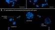 Comparative cytogenetics of kenaf (Hibiscus cannabinus L.) breeding lines reveal chromosomal variability and instability