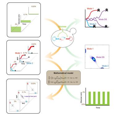 Enhanced cellular longevity arising from environmental fluctuations.