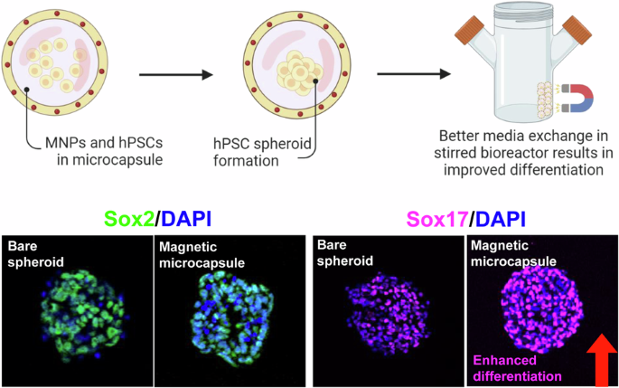 Designing magnetic microcapsules for cultivation and differentiation of stem cell spheroids