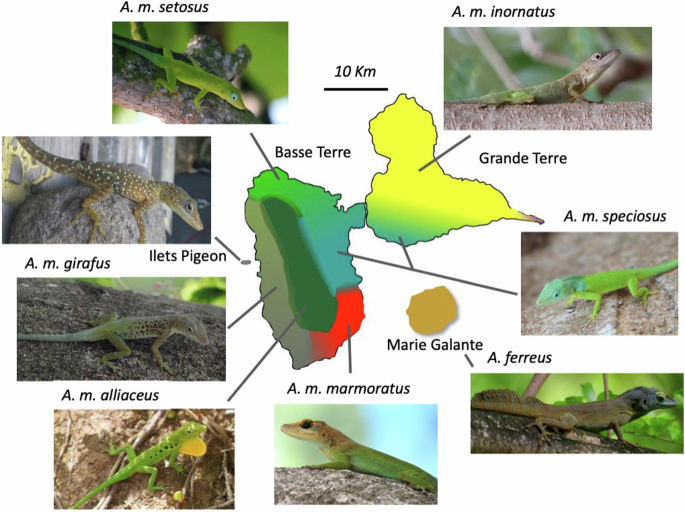 Influence of geographic isolation and the environment on gene flow among phenotypically diverse lizards