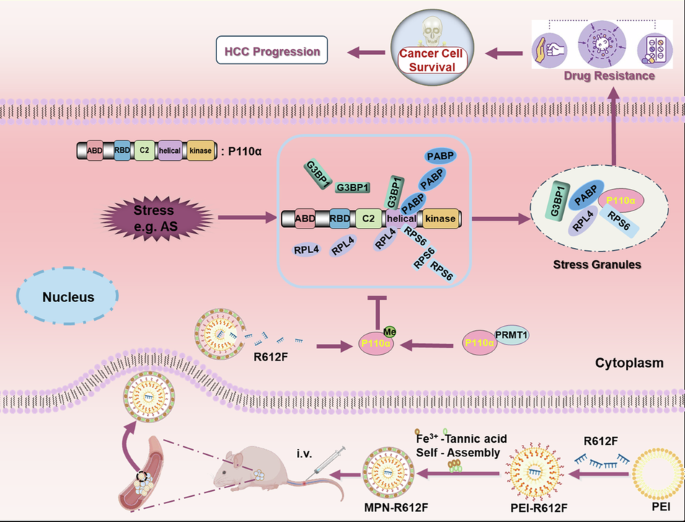 Metal-polyphenol-network coated R612F nanoparticles reduce drug resistance in hepatocellular carcinoma by inhibiting stress granules.