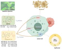 <i>In vitro</i> identification of oridonin hybrids as potential anti-TNBC agents inducing cell cycle arrest and apoptosis by regulation of p21, γH2AX and cleaved PARP.