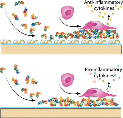 Manipulation of Serum Protein Adsorption by Nanoengineered Biomaterials Influences Subsequent Immune Responses.