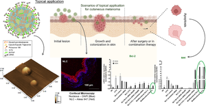 Bcl-2 knockdown by multifunctional lipid nanoparticle and its influence in apoptosis pathway regarding cutaneous melanoma: in vitro and ex vivo studies.