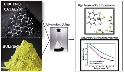 Revolutionizing Sulfur Polymerization with a Biogenic Catalyst Approach