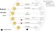 Effect of microbial interactions on performance of community metabolic modeling algorithms: flux balance analysis (FBA), community FBA (cFBA) and SteadyCom.