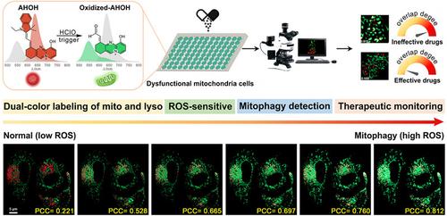 Aggregation‐based dual‐target probe for dual‐colour super‐resolution monitoring mitophagy and evaluating drugs regulating mitochondria