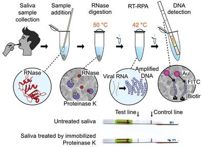 Paper‐Based RNase Digestion toward Viral Nucleic Acid Self‐Tests