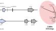 Recurrent Independent Pseudogenization Events of the Sperm Fertilization Gene ZP3r in Apes and Monkeys