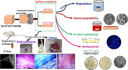 Study on the Bioactivity Response of the Newly Developed Zn-Cu-Mn/Mg Alloys for Biodegradable Implant Application.