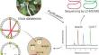 Characterization of cyclotides Mra30 and cycloviolacin O17 derived from Viola dalatensis Gadnep.