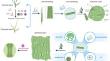 An Enhanced Method for Studying Wheat Stomata Physiology