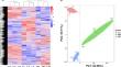 Transcriptome analysis of Sesuvium portulacastrum L. uncovers key genes and pathways involved in root formation in response to low-temperature stress.