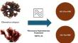 Green synthesis of carbon nanomaterials from Chondrus crispus and Palmaria palmata algae biomass for ciprofloxacin and malachite green uptake from water