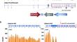 Adam19 Deficiency Impacts Pulmonary Function: Human GWAS Follow-up in a Mouse Knockout Model.