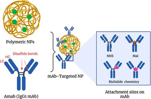 Facile Rebridging Conjugation Approach to Attain Monoclonal Antibody-Targeted Nanoparticles with Enhanced Antigen Binding and Payload Delivery