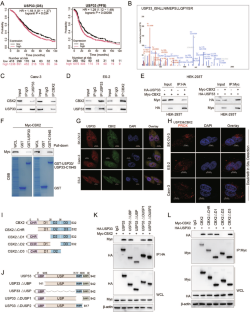 USP33 facilitates the ovarian cancer progression via deubiquitinating and stabilizing CBX2