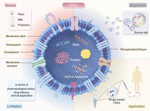 Food-derived exosomes as the future of drug delivery