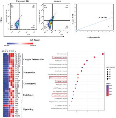 Preparation of a Plasma-Induced Dendritic Cell Vaccine and its Anti-Tumor Immunity in a Murine Model of Melanoma