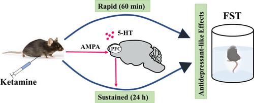 Serotonergic transmission plays differentiated roles in the rapid and sustained antidepressant-like effects of ketamine.