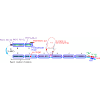 Machine-learning approach for operating electron beam at KEK electron/positron injector linac