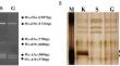 Identification and characterization of a novel Wx-B1 allele in a waxy wheat (Triticum aestivum L.)