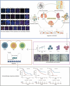 Single-cell analysis identified PDIA3 as regulator of malignant characteristics and macrophage function in human cancers