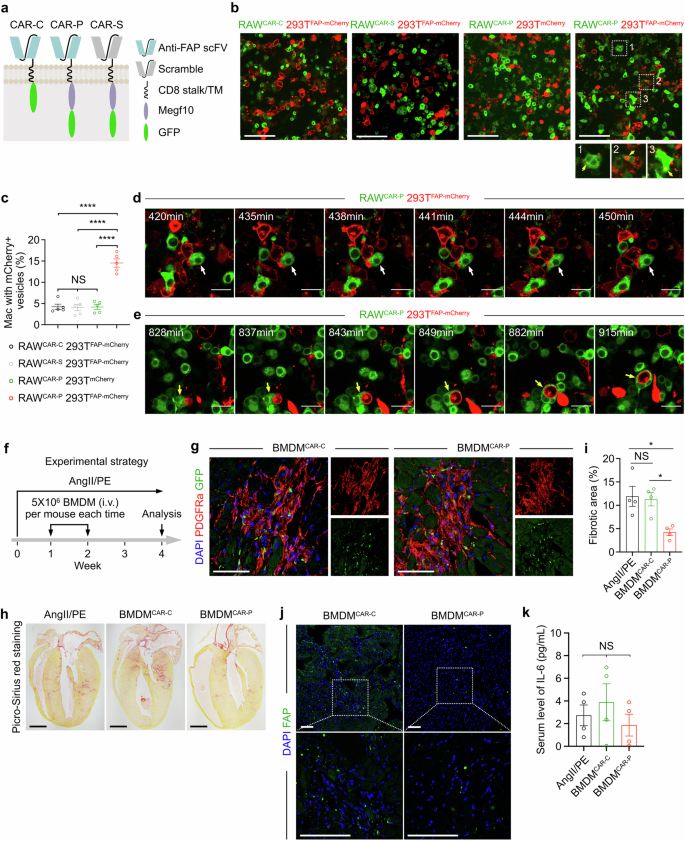 Targeting cardiac fibrosis with chimeric antigen receptor macrophages.