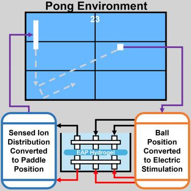 Electro-active polymer hydrogels exhibit emergent memory when embodied in a simulated game environment