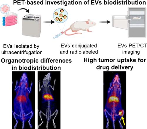 Investigating the In Vivo Biodistribution of Extracellular Vesicles Isolated from Various Human Cell Sources Using Positron Emission Tomography.