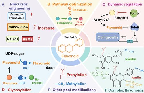 Advances in Flavonoid and Derivative Biosynthesis: Systematic Strategies for the Construction of Yeast Cell Factories.