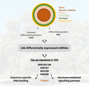 Uncovering miRNA-Mediated Regulation in Phellem Versus Xylem Differentiation in Quercus suber L.